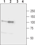 Neuroligin 1 (extracellular) Blocking Peptide