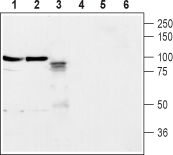Neuroligin 2 (extracellular) Blocking Peptide