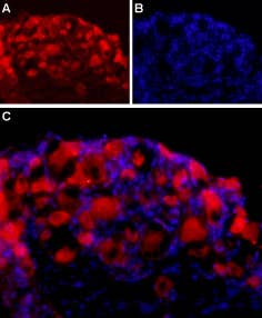 Anti-Neuroligin 2 (extracellular) Antibody
