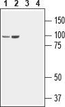 Neuroligin 3 (extracellular) Blocking Peptide