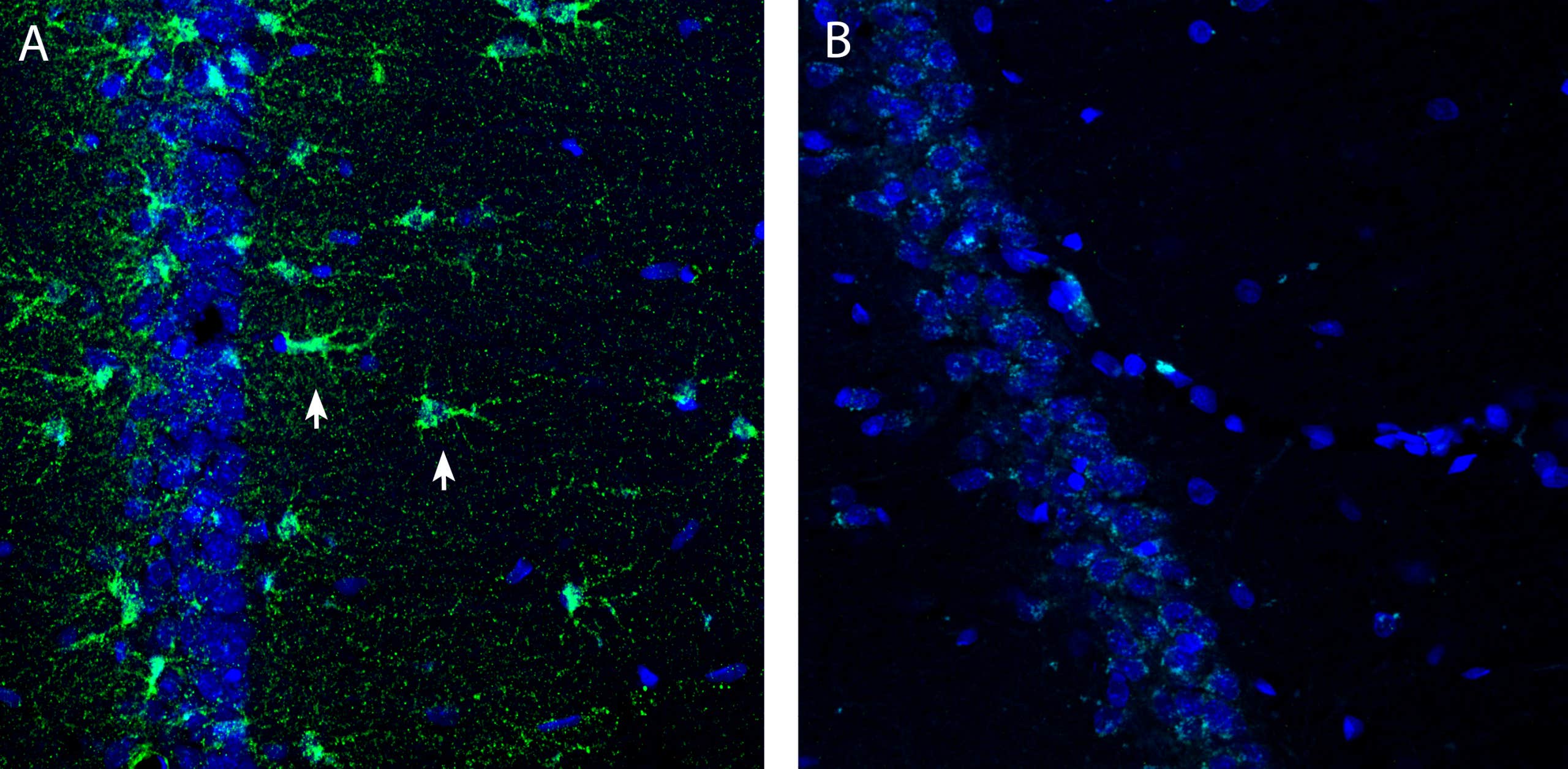 Anti-Opalin Antibody