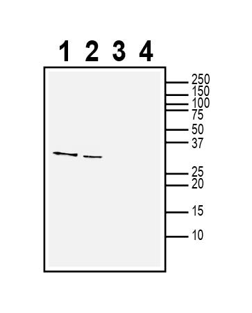 Opalin Blocking Peptide