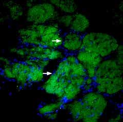 Anti-CD56/NCAM1 (extracellular)-ATTO Fluor-488 Antibody