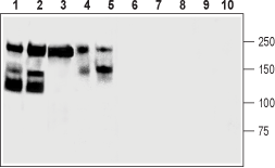 CD56/NCAM1 (extracellular) Blocking Peptide