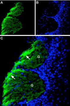 Anti-CD56/NCAM1 (extracellular) Antibody