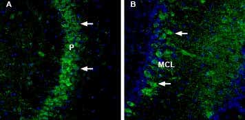 Anti-NCAM2 (extracellular) Antibody