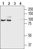 NCAM2 (extracellular) Blocking Peptide