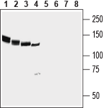 NrCAM (extracellular) Blocking Peptide