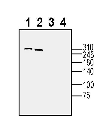 DSCAM (extracellular) Blocking Peptide