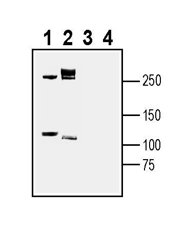L1CAM (extracellular) Blocking Peptide