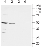 Anti-Nectin-1/PVRL1 (extracellular) Antibody - Carrier Free