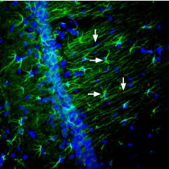 Anti-Nectin-2/PVRL2 (extracellular) Antibody