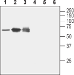 Nectin-2/PVRL2 (extracellular) Blocking Peptide