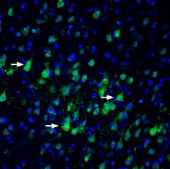Anti-Nectin-3/PVRL3 (extracellular) Antibody