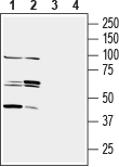 Nectin-3/PVRL3 (extracellular) Blocking Peptide