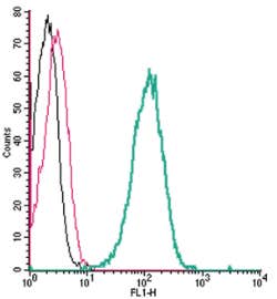 Anti-Nectin-4 (extracellular) Antibody