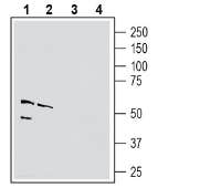 Anti-Nectin-4 (extracellular) Antibody