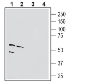 Nectin-4 (extracellular) Blocking Peptide