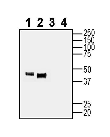 Anti-NEGR1 (extracellular) Antibody - Carrier Free
