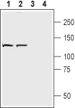 Anti-Neuropilin-2 (NRP2) (extracellular) Antibody - Carrier Free