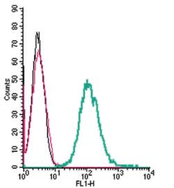 Anti-Neuropilin-1 (NRP1) (extracellular) Antibody