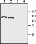 Neuropilin-1/NRP1 (extracellular) Blocking Peptide