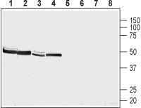 Anti-NMUR2 (extracellular) Antibody - Carrier Free