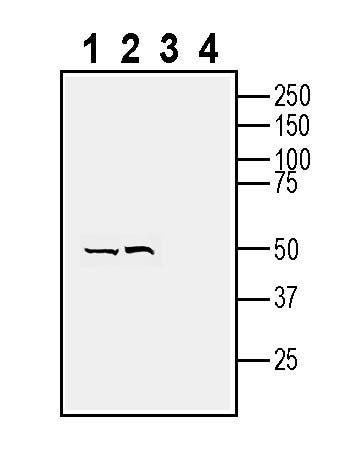 Neuropeptide FF Receptor 1 (extracellular) Blocking Peptide