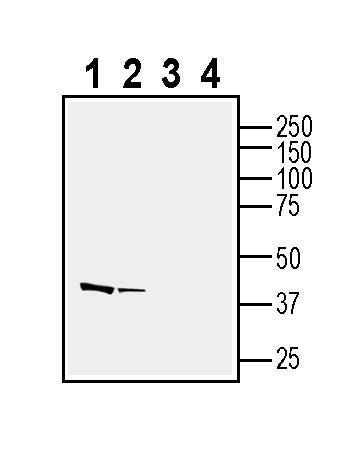 Anti-Neuropeptide FF Receptor 2 (extracellular) Antibody