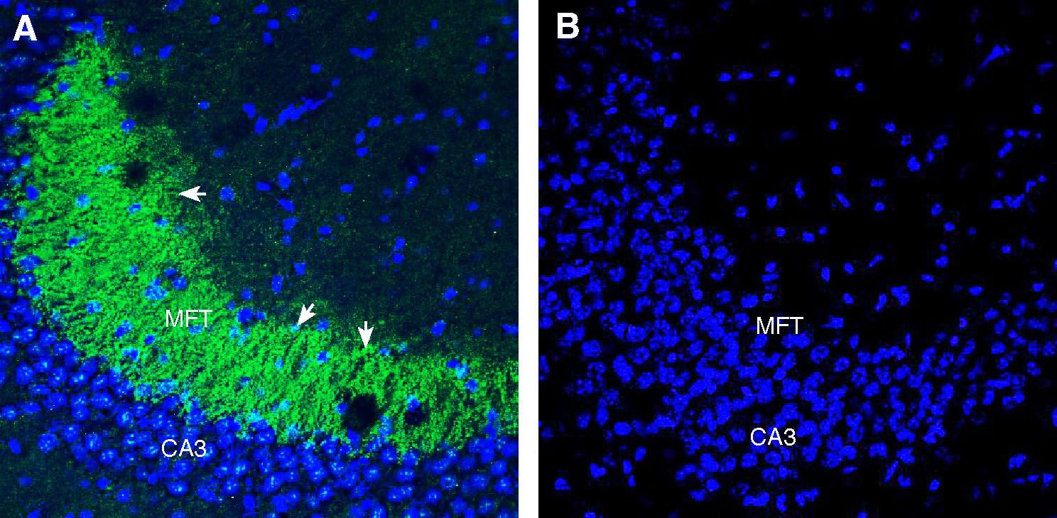 Anti-NPBWR1 Antibody