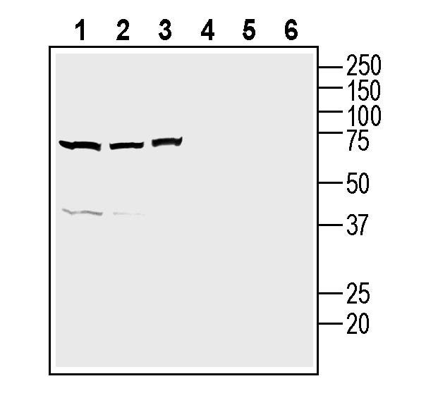 NPBWR1 Blocking Peptide