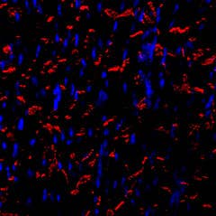 Anti-N-Cadherin-ATTO Fluor-594 Antibody