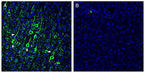 Anti-N-Cadherin Antibody
