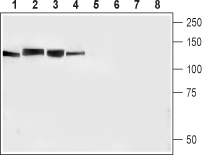 N-Cadherin Blocking Peptide