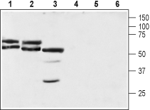 Anti-Neuroplastin (extracellular) Antibody - Carrier Free