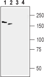Periaxin Blocking Peptide