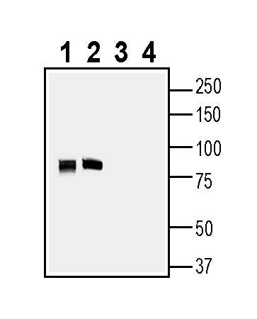 SV2A Blocking Peptide