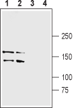 Anti-LRRK1 Antibody