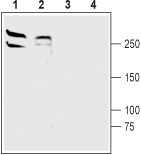 LRRK2 Blocking Peptide