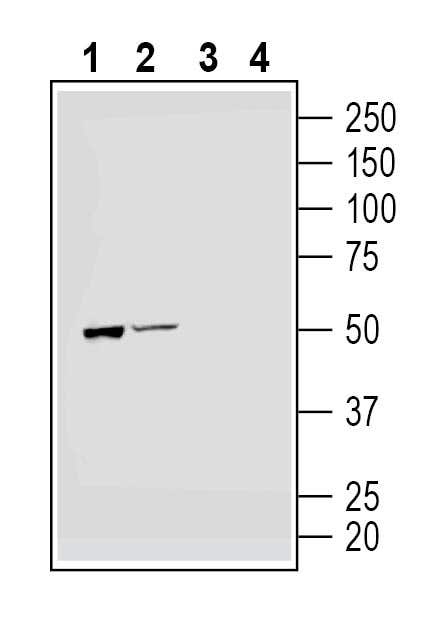 Parkin Blocking Peptide