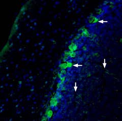 Anti-NRG1 (Neuregulin-1) (extracellular)-ATTO Fluor-488 Antibody