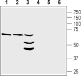 NRG1/Neuregulin-1 (extracellular) Blocking Peptide