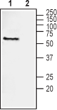Anti-NRG1 Type III (extracellular) Antibody