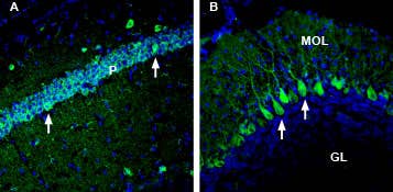 Anti-NRG2 (extracellular) Antibody