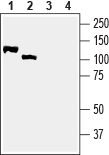 NRG2 (extracellular) Blocking Peptide
