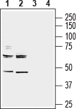 Anti-NRG3 (extracellular) Antibody