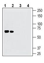 Netrin-1 Blocking Peptide
