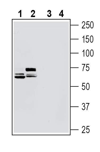 Netrin-3 Blocking Peptide