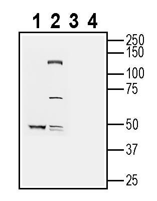 Anti-RGMA (extracellular) Antibody - Carrier Free