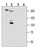 Anti-SORL1 (extracellular) Antibody - Carrier Free